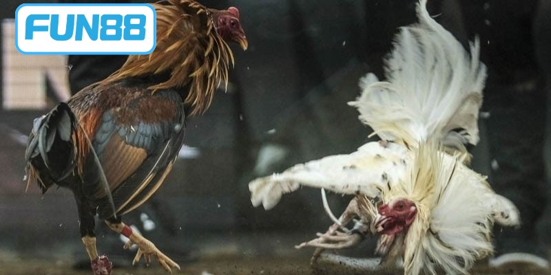 Áp dụng bí kíp đặt cược thông minh cho kê thủ