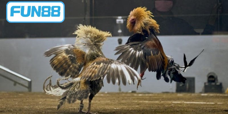 Đá Gà Thomo - Đỉnh Cao Cá Cược Chiến Kê Trực Tuyến